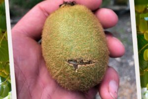 Kiwifruit damage caused by a sprayer